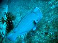 SIMILAN nov  2008 .PHOTO PHILIPPE (164)